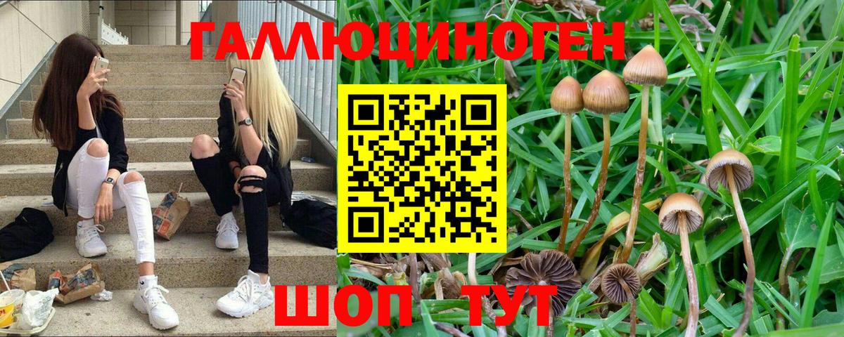 Псилоцибиновые грибы Cubensis  Вход с VPN  Лангепас 